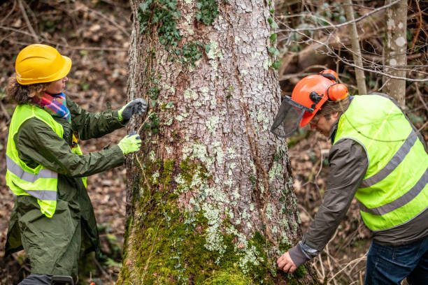 Trusted Brandon, FL Tree Removal Services Experts