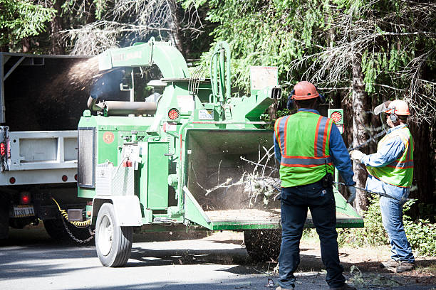 Best Hazardous Tree Removal  in Brandon, FL